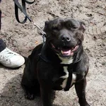 Zaginął pies, Olsztynek, 22 lutego 2018