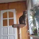 Zaginął kot, województwo pomorskie, 4 czerwca 2022