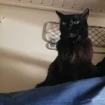 Zaginął kot, Ostrów Wielkopolski, 26 marca 2022