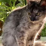 Zaginął kot, Niepołomice, 22 marca 2022