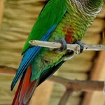 Zagineło zwierzę, Hecznarowice, 23 września 2018