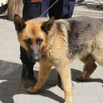 Znaleziono psa, województwo łódzkie, 5 czerwca 2022