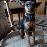 Zaginął pies, Kościelec, 7 maja 2019