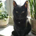 Zaginął kot, Lublin, 18 kwietnia 2022