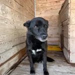 Znaleziono psa, Puławy, 4 czerwca 2022