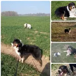 Zaginął Owczarek Australijski