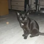 Zaginął kot, Toruń, 5 kwietnia 2022