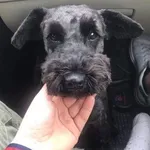 Zaginął pies, Milejewo, 10 stycznia 2019