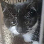 Oddam kota, Sztum, 28 października 2021