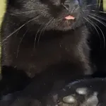 Zaginął kot, Zakrzewo, 7 kwietnia 2022