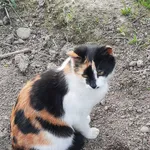 Zaginął kot, Łużna, 20 maja 2022