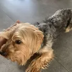 Zaginął pies, Olsztyn, 5 maja 2022