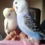 Zagineło zwierzę, Pszczyna, 20 maja 2022