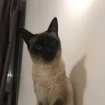 Zaginął kot, Warszawa, 28 maja 2022