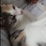 Zaginął kot, Jędrzejów, 25 sierpnia 2021