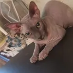 Zaginął kot, Wrocław, 3 czerwca 2022