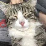 Zaginiony, okolice Rzeczypospolitej w Legnicy, Kot „Wąsik”