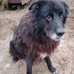 Oddam psa, Tuchola, 6 stycznia 2022