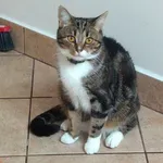 Zaginął kot, Lublin, 29 kwietnia 2021