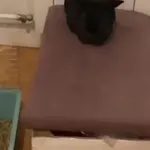 Zagineło zwierzę, Rogóźno, 19 sierpnia 2020