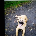 Zaginął pies, Terenin, 23 listopada 2020