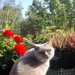 Zaginął kot, Zielona Góra, 8 lutego 2022