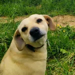 Zaginął pies, Nowy Targ, 8 czerwca 2022