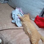 Zaginął kot, Łaszczów, 8 czerwca 2022