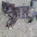 Oddam kota, Świdnik, 6 czerwca 2022