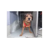 Znaleziono psa, Białystok, 5 czerwca 2022