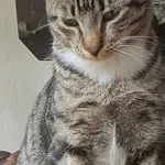 Zaginął kot, województwo łódzkie, 3 listopada 2021