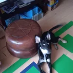 Zaginął pies, województwo łódzkie, 27 maja 2022