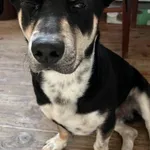 Znaleziono psa, województwo pomorskie, 10 czerwca 2022