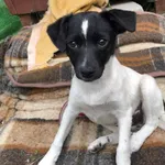 Myślenice - ul. Ujejskiego/ Słowackiego - Znaleziono szczeniaka