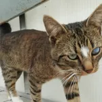 Znaleziono kota, Białystok, 10 czerwca 2022