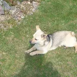 Znaleziona mała suczka