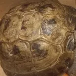 Znaleziono zwierzę, województwo opolskie, 9 czerwca 2022