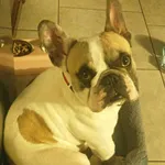 Zaginął pies, Korczyców, 12 marca 2022