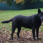 Suczka poz. 21/0224 Więcej