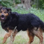 Znaleziono psa, Toruń, 10 lutego 2022