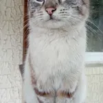 Zaginął kot, Kołoząb, 10 czerwca 2022