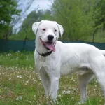 Znaleziono psa, Toruń, 24 kwietnia 2022