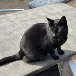 Zaginął kot, Wrocław, 12 czerwca 2022