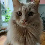 19.05 na Chojnach zaginął  nasz kotek w kolorze kremowym. Szukamy go wszedzie, jesli ktokolwiek go widział, bardzo proszę o kontakt! Dla znalazcy przewidziana duża nagroda! Bardzo tęsknimy za nim..