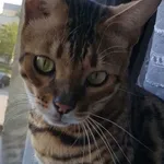 Zaginął kot, Solec nad Wisłą, 17 czerwca 2022