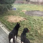 Zaginął pies, Mostówka, 12 stycznia 2019