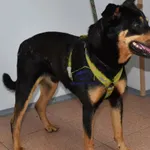 Znaleziono psa, Szczecin, 21 maja 2022