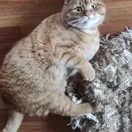 Zaginął kot, Łaziec, 17 stycznia 2022