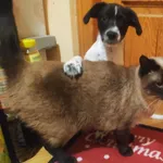 Zaginął kot, Kobyłka, 5 marca 2022