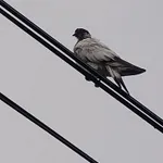 Znaleziono zwierzę, Kielce, 16 czerwca 2022